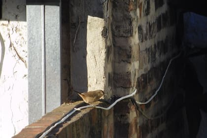 Ratona