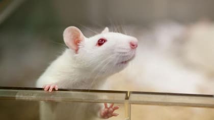 Ratón de laboratorio, el modelo más utilizado para estudiar los procesos biológicos del envejecimiento