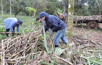 Raúl Gorritti (gorro de lana), uno más en el trabajo de corte y recolección de caña de azúcar junto a productores del grupo de cañeros Madre Tierra, en Eldorado, Misiones