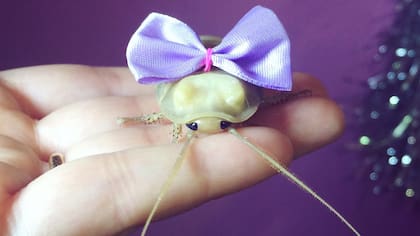 Ravioli luego de mudar su exoesqueleto