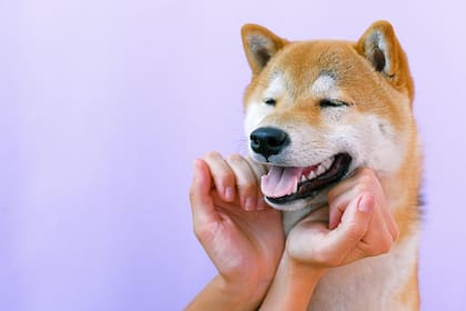 Raza Akita