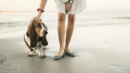 Raza Basset Hound