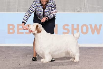 Raza Clumber Spaniel