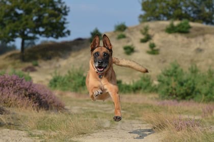 Razas como el Pastor Belga Malinois tienen mejores habilidades ejecutivas (Foto: Pixabay)