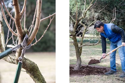 Realizar raleo y agregar compost son dos de las tareas que los limoneros agradecerán