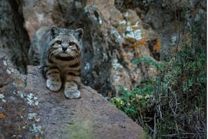 Reapareció el gato andino: el impactante registro que entusiasma a especialistas (Foto: WCS)