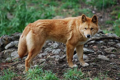 Recién en 2012 se confirmó oficialmente la versión del dingo