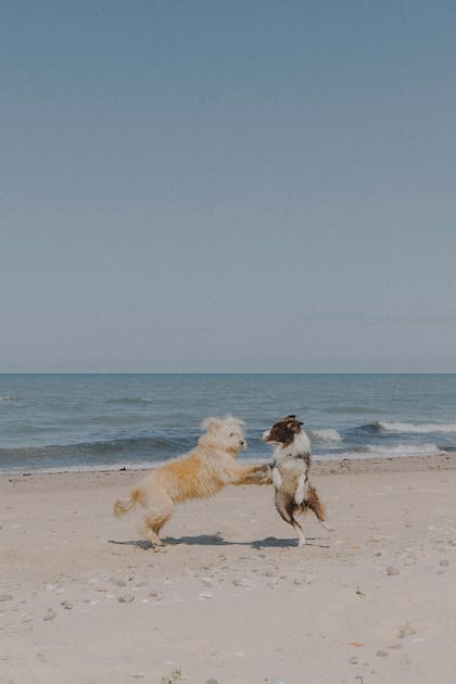 Recodá controlar el entorno donde estará tu perro, en la arena pueden existir objetos punzantes que podrían lastimarlo