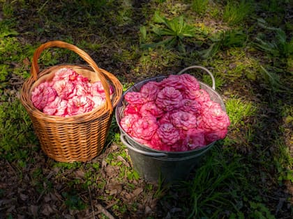 Recolección de Camelias