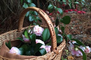 Recolección de camelias