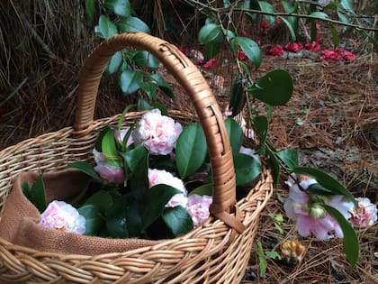 Recolección de camelias