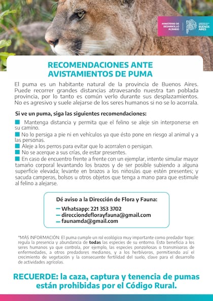 Recomendaciones ante la presencia de un puma.