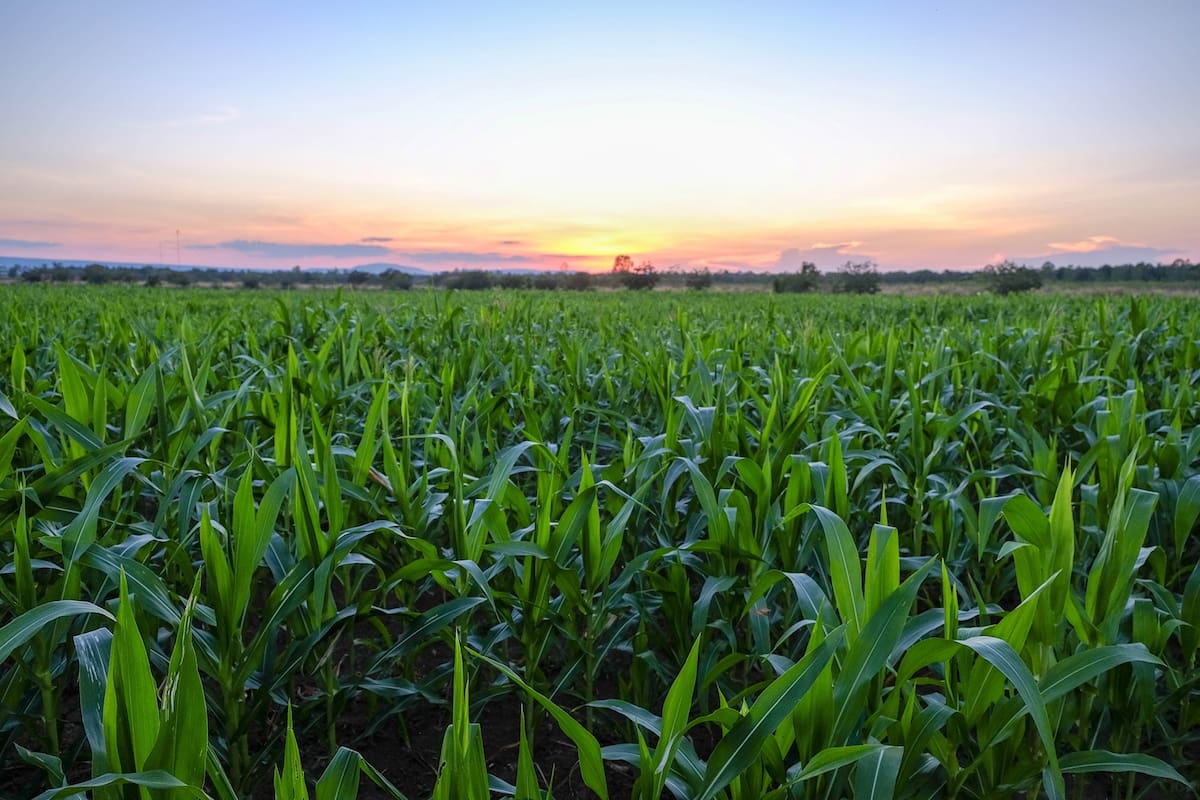 Recomiendan agudizar el manejo agronómico