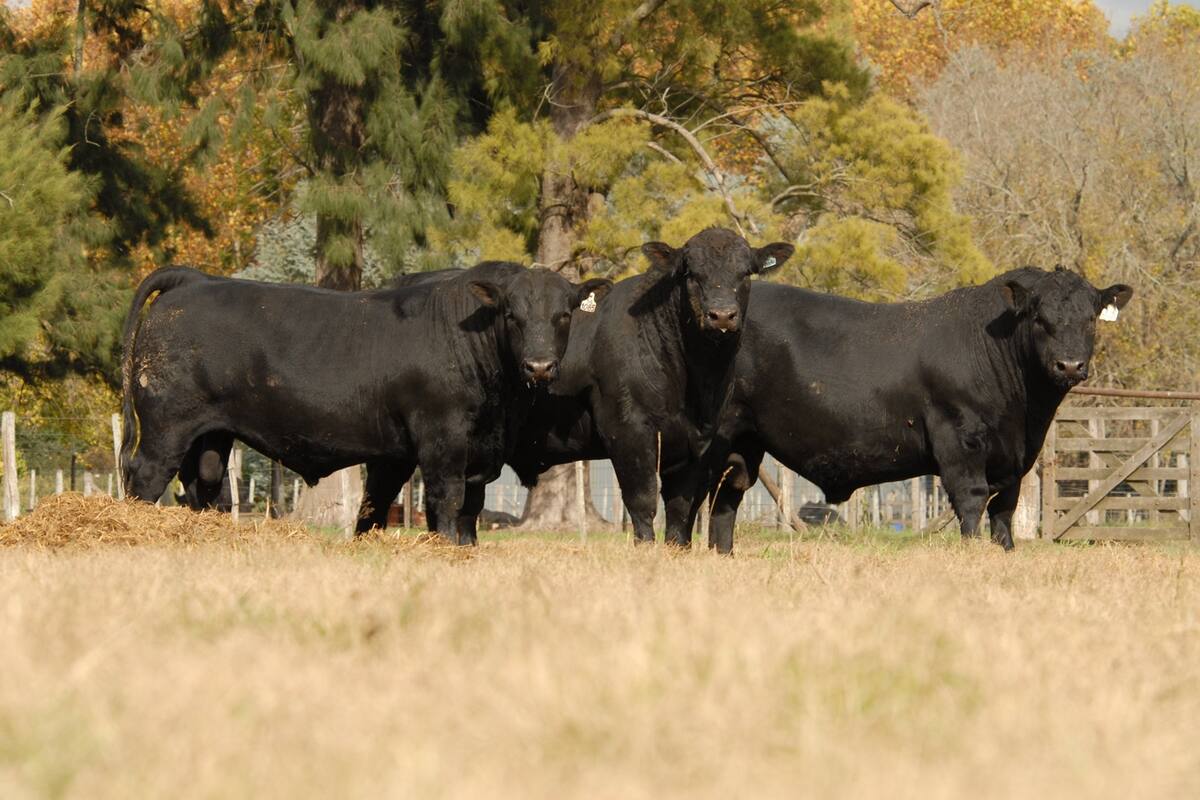 Recomiendan incorporar como reposición destacados reproductores jóvenes