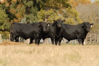 La evaluación genómica Angus, un activo ganadero