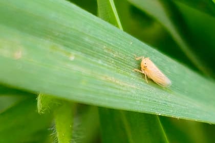 Crece la población de chicharrita y recomiendan monitorear el maíz