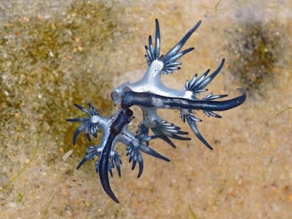 Recomiendan no tocar las babosas marinas azules que aparecieron en Texas por su potente picadura