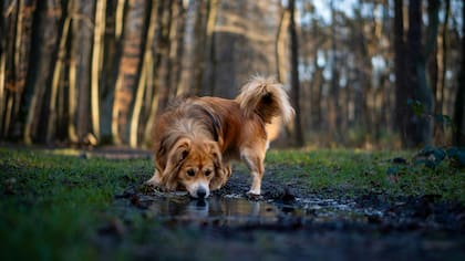 Recomiendan que los perros tomen 29 mililitros de agua por cada 500 gramos de peso corporal