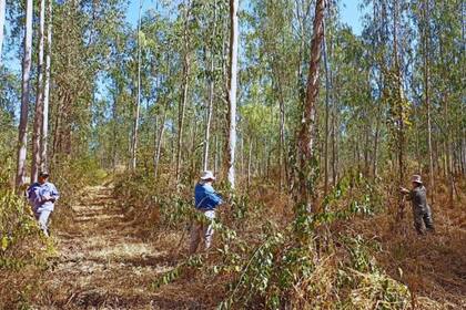 Reconocido por ser una variedad de rápido crecimiento, sumado a la calidad de su madera, el INTA en Jujuy trabaja en la identificación de materiales genéticos de Eucalyptus, que se adapten mejor a las condiciones edafoclimáticas de distintas localidades de Salta y Jujuy