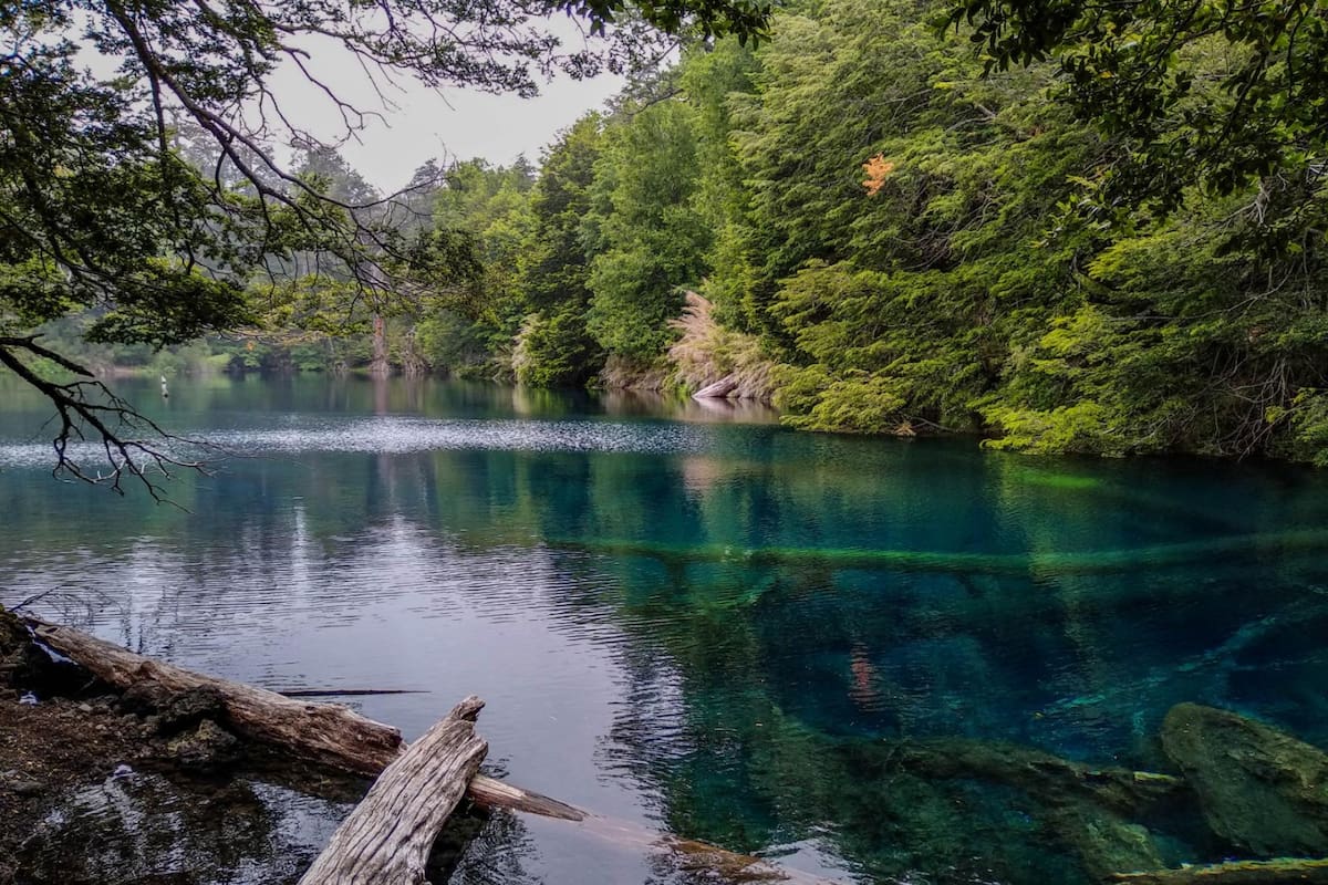 Reconstrucción aproximada de la antigua comunidad boscosa: su aspecto podría encontrar cierta analogía con el bosque húmedo o selva valdiviana de Chile.