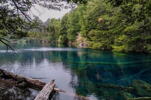 Hoy, estepa: descubren hojas y un fruto fosilizados de bosques húmedos templados hace 20 millones de años en la Patagonia