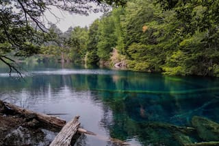 Descubren hojas y un fruto fosilizados de bosques húmedos templados hace 20 millones de años en la Patagonia