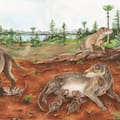 ¿Cambia la historia de los mamíferos? El fósil argentino que adelanta el origen de las crías vivas