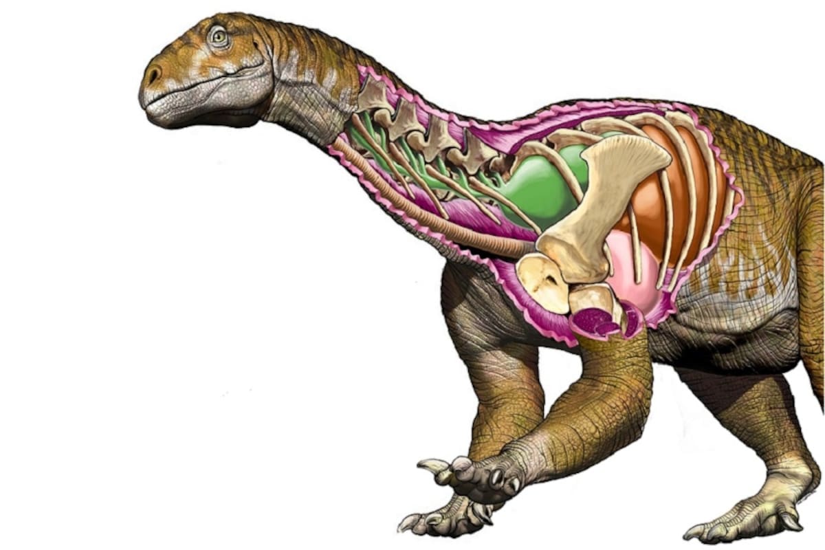 Reconstrucción artística de Ingentia prima