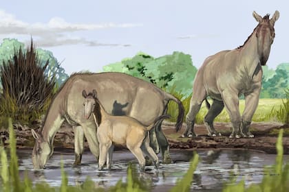 Reconstrucción artística de la Macrauchenia patachonica