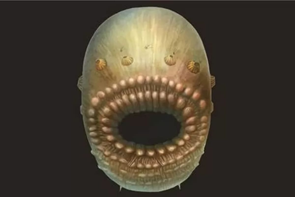 Reconstrucción artística de Saccorhytus coronarius, basada en los hallazgos fósiles originales