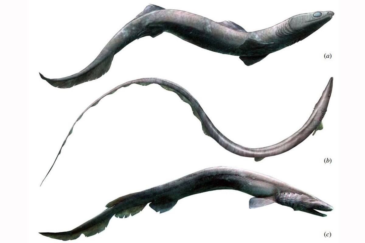 Reconstrucción de Phoebodus