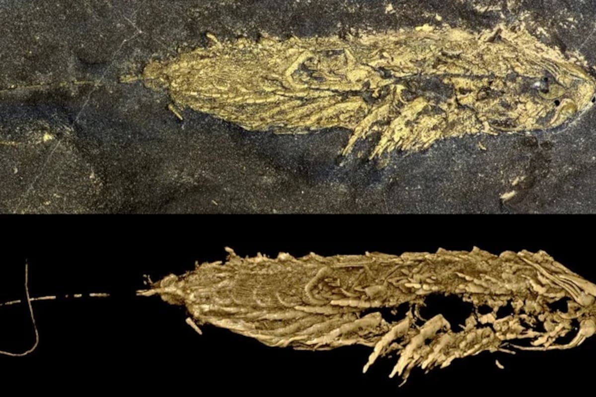 Reconstrucción de la morfología de Lomankus edgecombei mediante tomografía computarizada