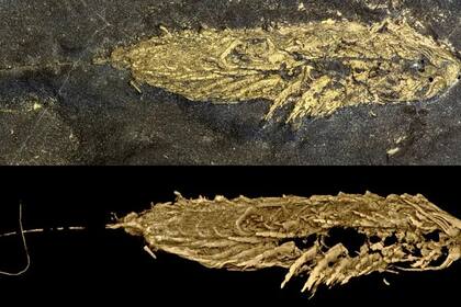 Reconstrucción de la morfología de Lomankus edgecombei mediante tomografía computarizada