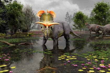 Reconstrucción de Lokiceratops en los pantanos de 78 millones de años del norte de Montana, mientras dos Probrachylophosaurus pasan al fondo