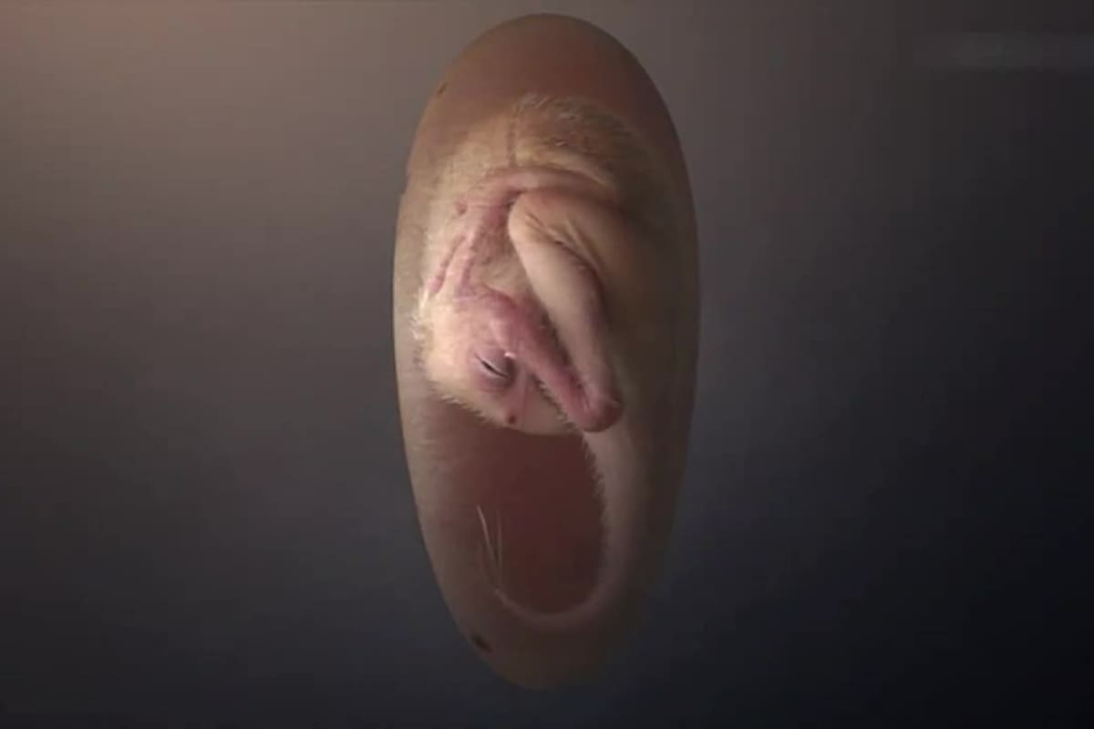 Reconstrucción de un embrión de dinosaurio cercano a la eclosión