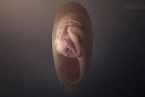Reconstrucción de un embrión de dinosaurio cercano a la eclosión