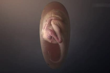 Reconstrucción de un embrión de dinosaurio cercano a la eclosión