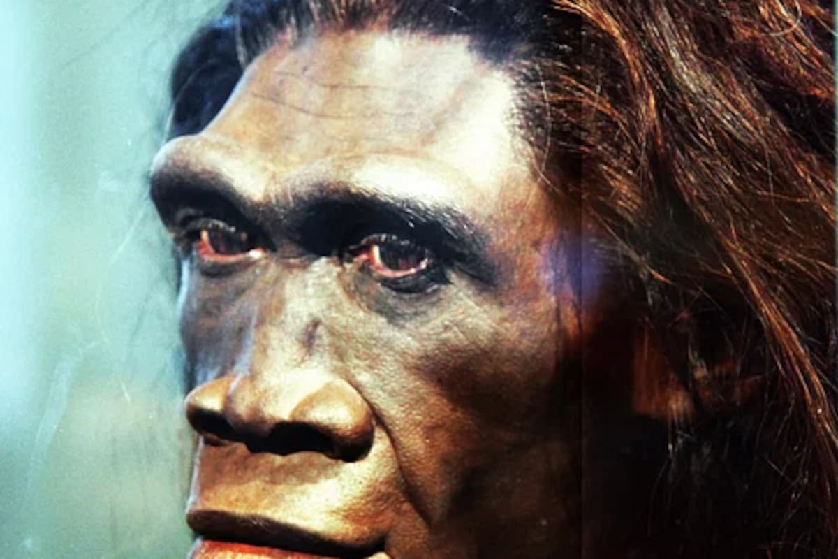 Reconstrucción de una cabeza de una hembra adulta de Homo erectus (Fuente: Wold History Encyclopedia)