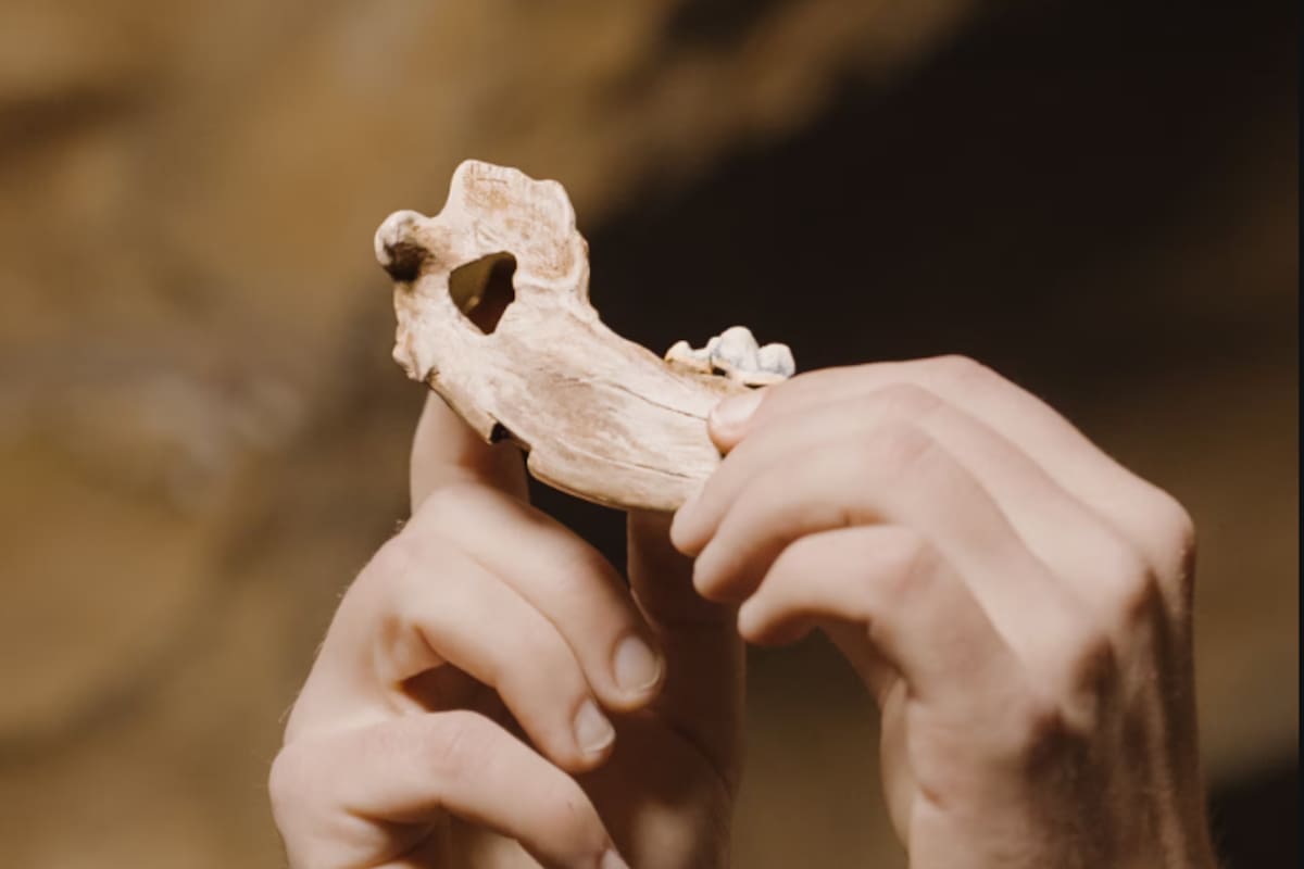 Reconstrucción de una mandíbula de perro procedente de Gough's Cave, donde se observa una perforación deliberada