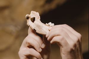 Reconstrucción de una mandíbula de perro procedente de Gough's Cave, donde se observa una perforación deliberada