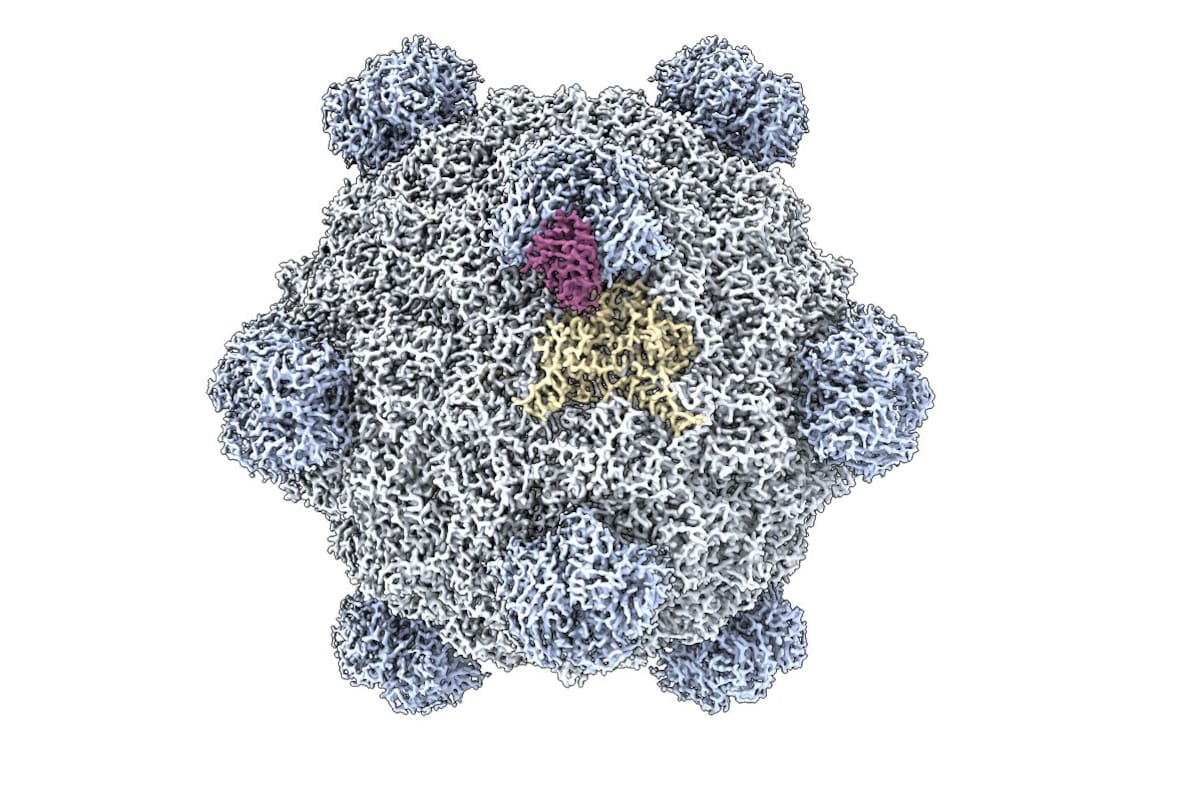 Reconstrucción molecular de uno de los virus viables creados mediante el modelo de inteligencia artificial Evo