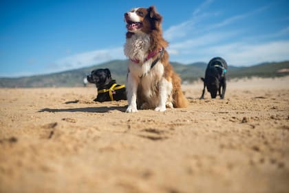 Recordá que los perros no deberían beber agua salada y si lo hacen, controlá que no sea mucha. Esto podría provocarles vómitos y diarrea