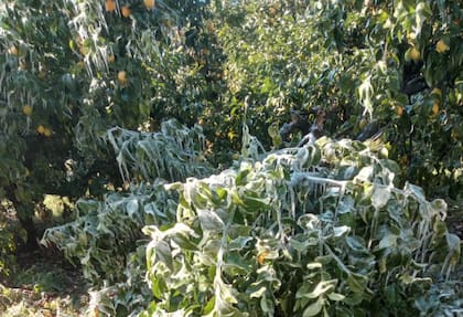 Recordó que hace unos 20 años en la zona había una mayor cantidad de superficie de cítricos pero que con los años las plantas se han ido arrancando sin reponerlas “por el riesgo que tiene esta actividad productiva y con una rentabilidad no tan alta como para realizar una apuesta de inversión”