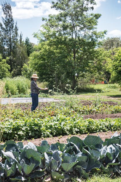 Recorrer la huerta es parte del programa, detenerse en cada surco y mirar cómo crecen los vegetales.