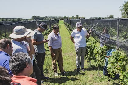 Recorrida por el viñedo en San Antonio de Areco.