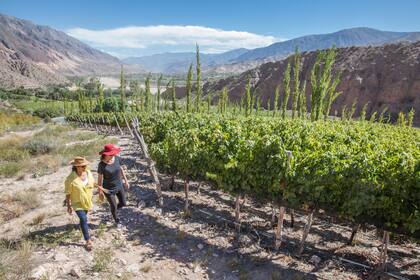 Recorrida por los viñedos de la bodega Dupont, rodeada de cerros.