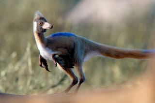 Un fósil patagónico cambia la perspectiva sobre un enigmático grupo de dinosaurios carnívoros
