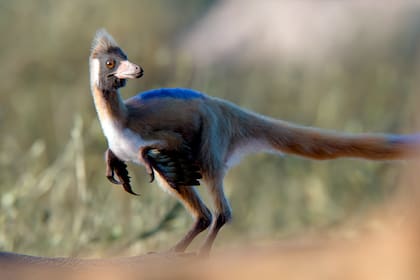 Recreación del fósil patagónico de 95 millones de años