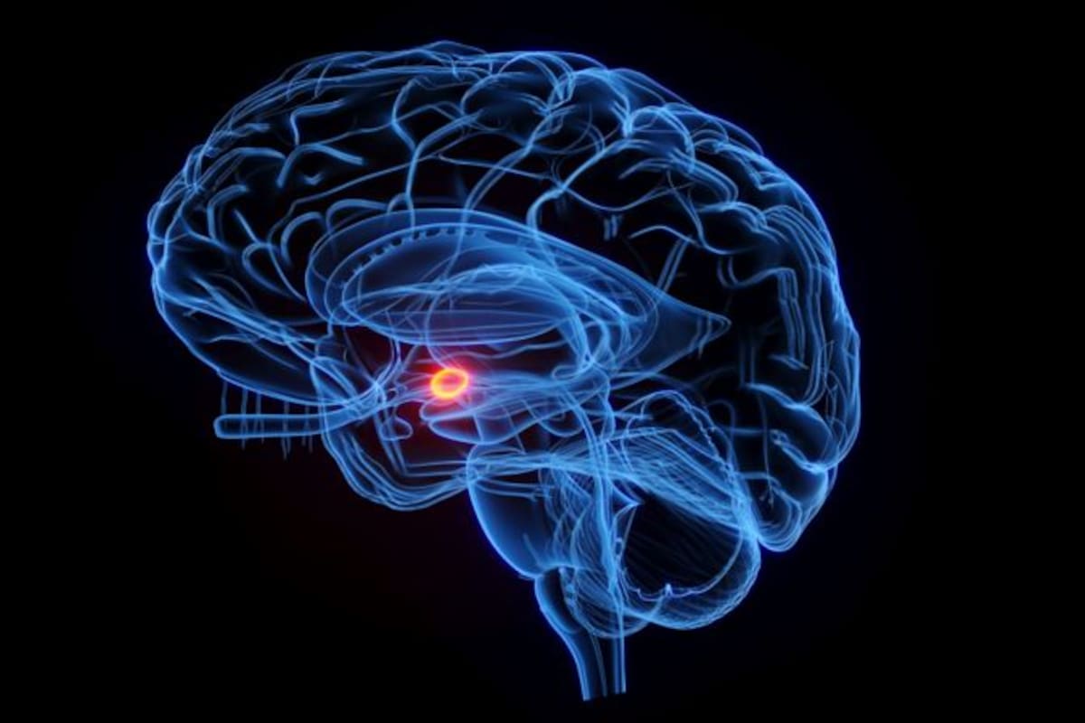 Recuerdos traumáticos: las personas que escucharon los recuerdos tristes, que a menudo involucraban la muerte de un miembro de la familia, mostraron una alta participación constante del hipocampo, parte del cerebro que organiza y contextualiza estas memorias