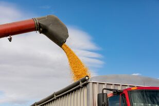 Las 8100 toneladas de maíz decomisadas equivalen a la carga de 300 camiones